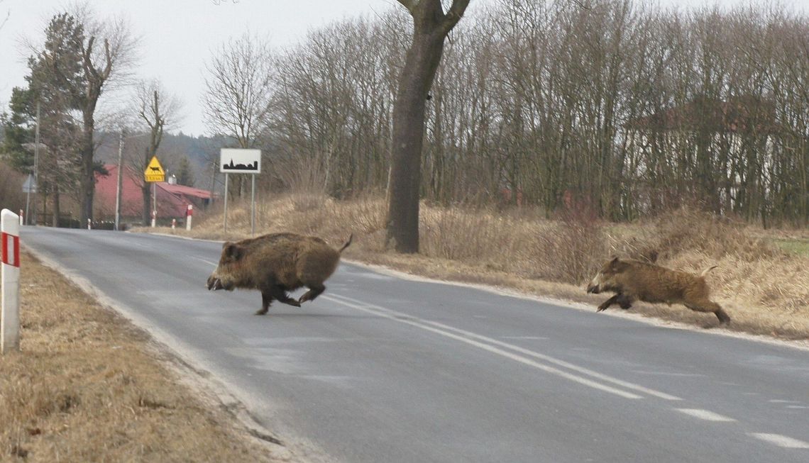 Uważajmy na dzikie zwierzęta na drodze. Policjanci apelują o rozwagę podczas jazdy!