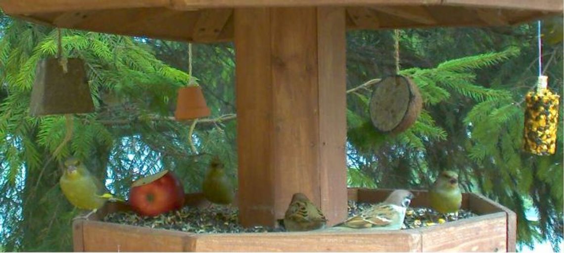 W darmowej stołówce pojawili się skrzydlaci goście