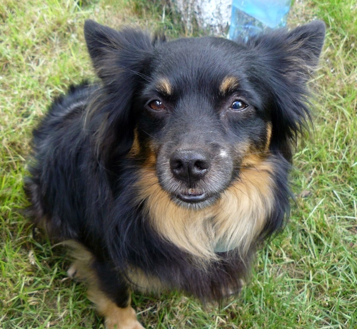 W jednej ręce smycz, w drugiej... dokumenty?