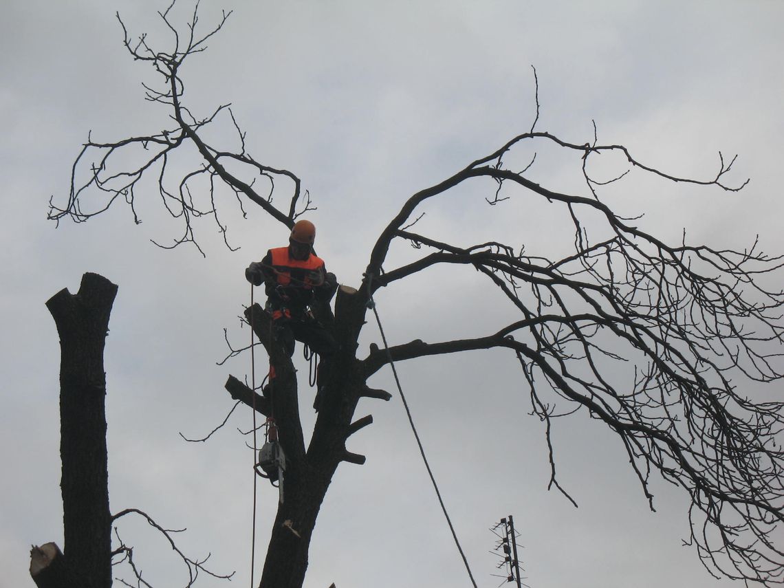 W Pelplinie trwa wycinka symbolicznego drzewa (ZDJĘCIA) W Pelplinie trwa wycinka symbolicznego drzewa (ZDJĘCIA)