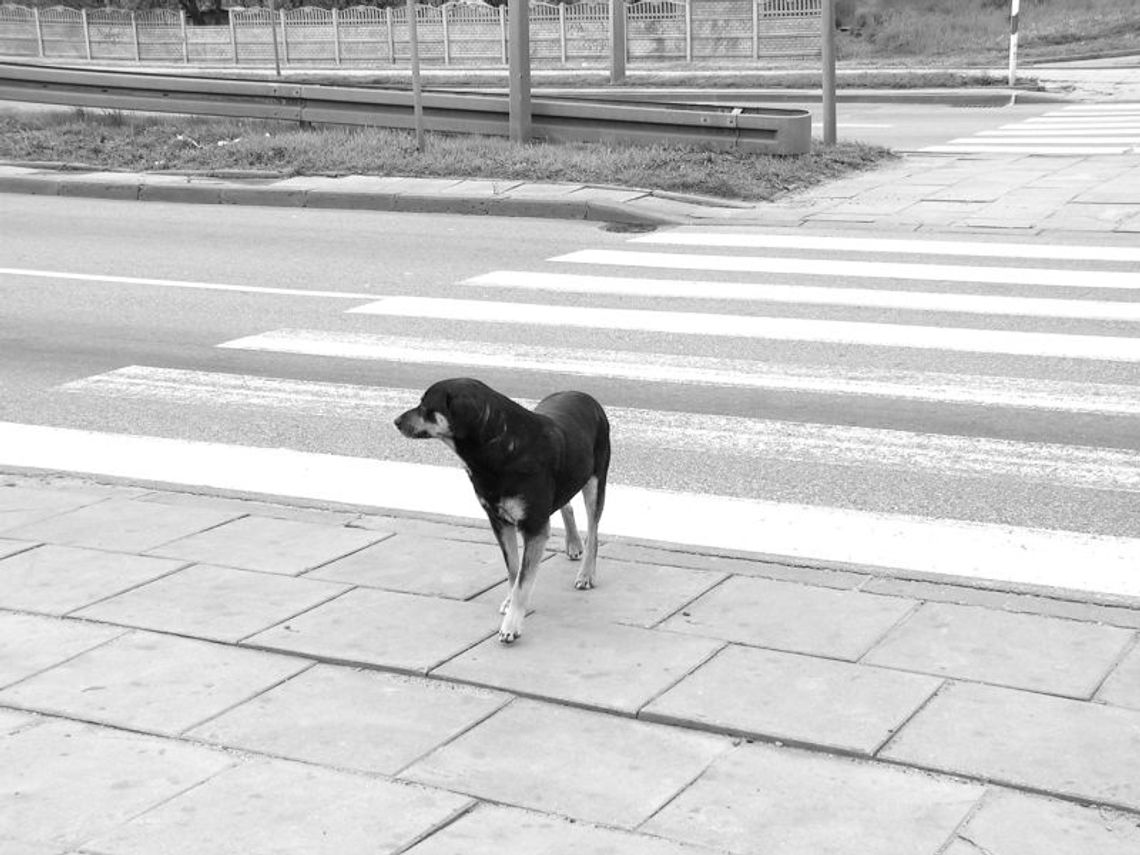 Więzniowie do psich kup Więzniowie do psich kup