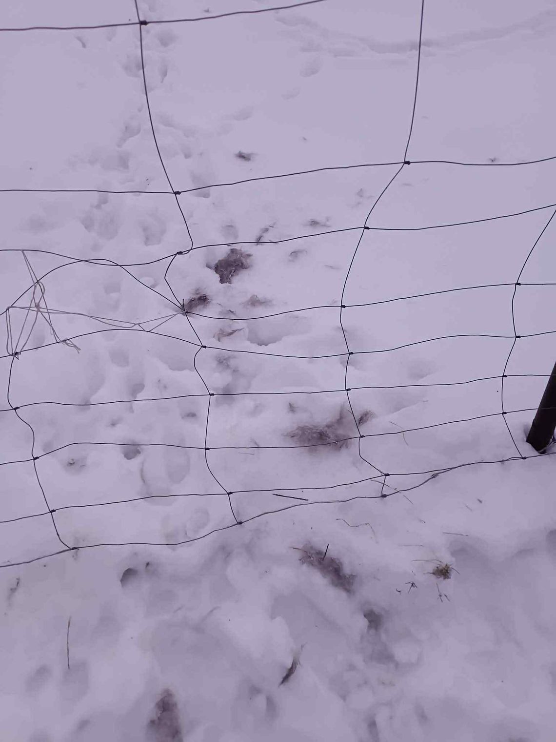 Wilki w Lisówku. Nadleśnictwo uspokaja: „Nie ma powodów do paniki”