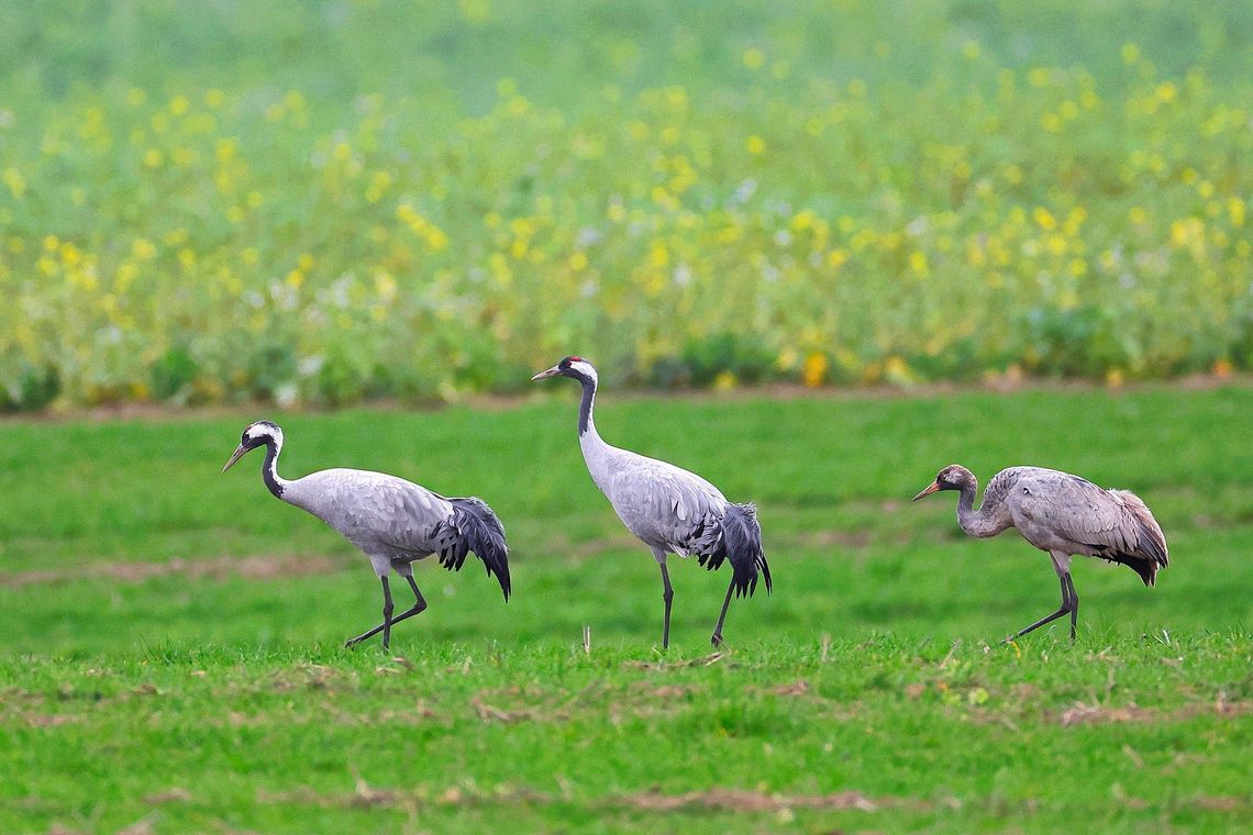 Wiosenne poranki z ptakami – kto wrócił, a kto jeszcze śpi? Wiosenne poranki z ptakami – kto wrócił, a kto jeszcze śpi?