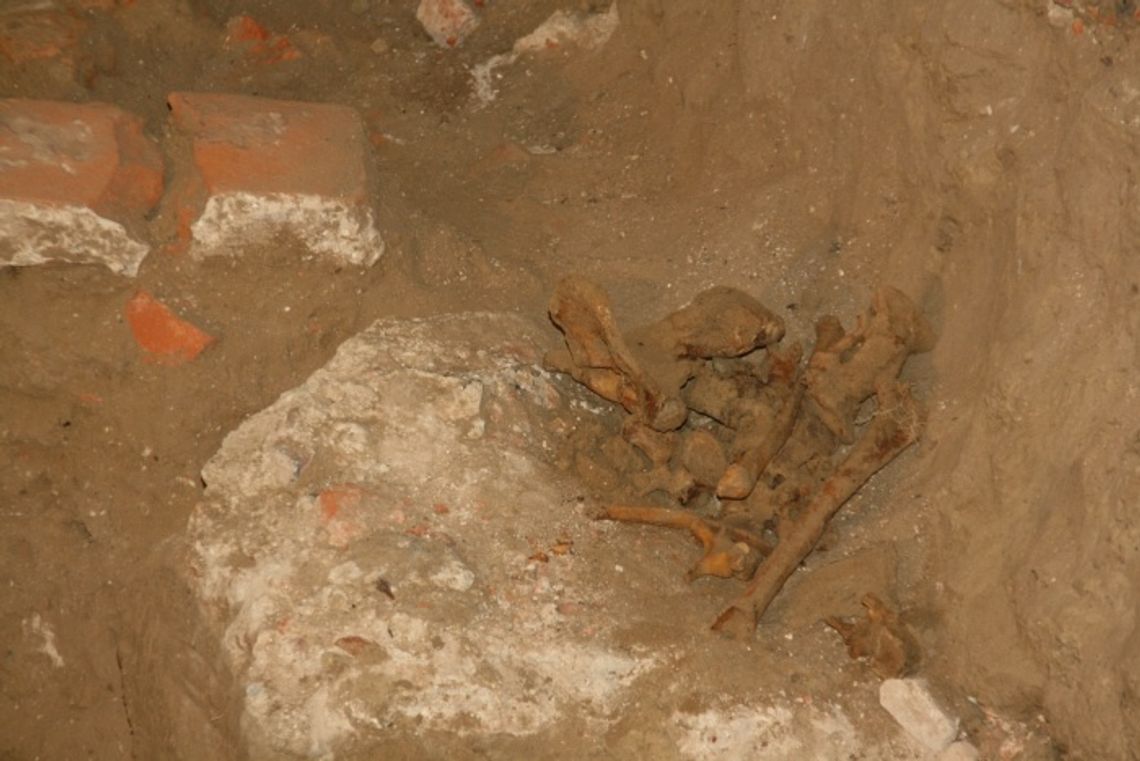 Wykopaliska w kościele pw. św. Mikołaja w Gniewie - nowe odkrycia Wykopaliska w kościele pw. św. Mikołaja w Gniewie - nowe odkrycia