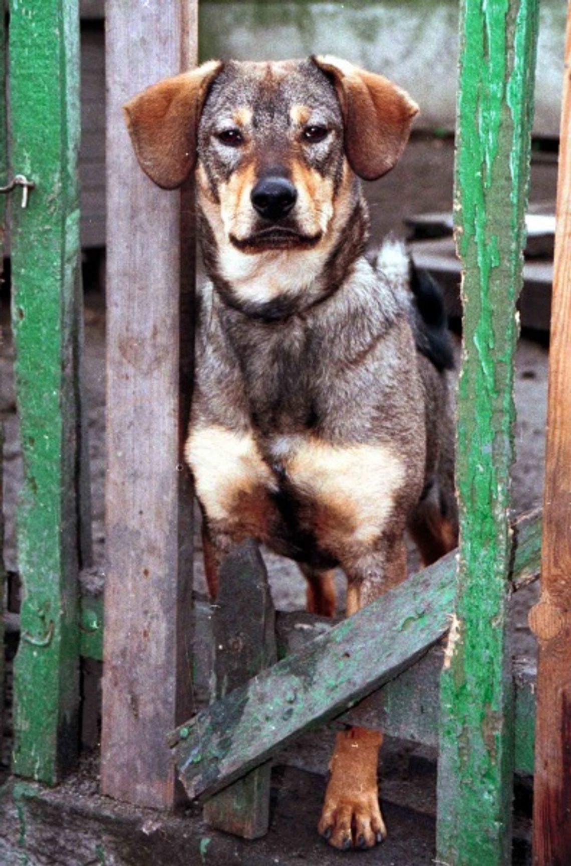 Wyłapywanie bezpańskich psów Wyłapywanie bezpańskich psów