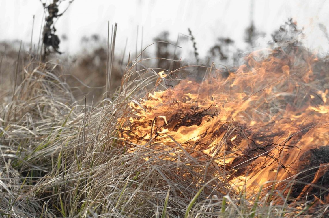 Wypalanie traw jest przestępstwem. Niech Krasna Horka będzie nauczką... Wypalanie traw jest przestępstwem. Niech Krasna Horka będzie nauczką...