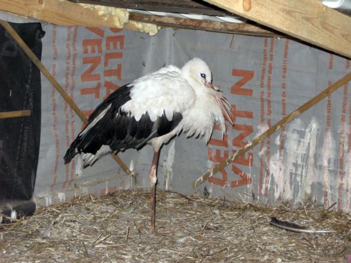 Zabito oswojonego bociana. Kto skopał ptaka? Zabito oswojonego bociana. Kto skopał ptaka?