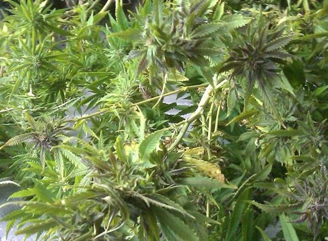 Zakłócali porządek z marihuaną Zakłócali porządek z marihuaną