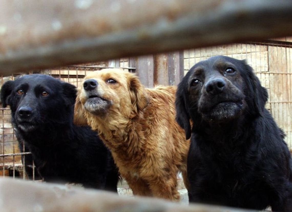 Zapraszają na Psi Festyn