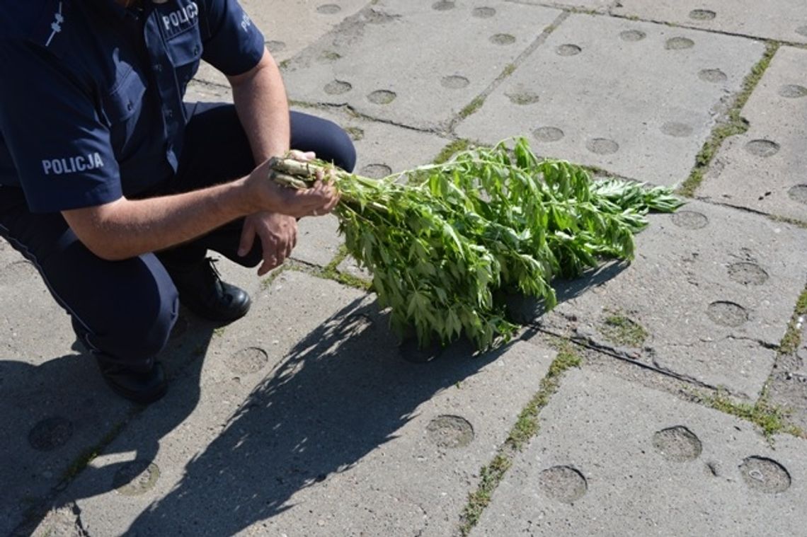 Zasadził 1,5-metrowe konopie na działce