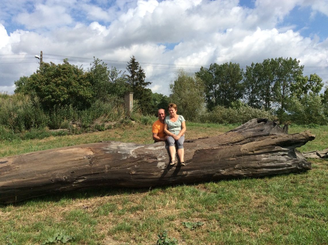 Zaskakujące odkrycie w ogrodzie! Ponad 1000-letnie drzewo! Zaskakujące odkrycie w ogrodzie! Ponad 1000-letnie drzewo!