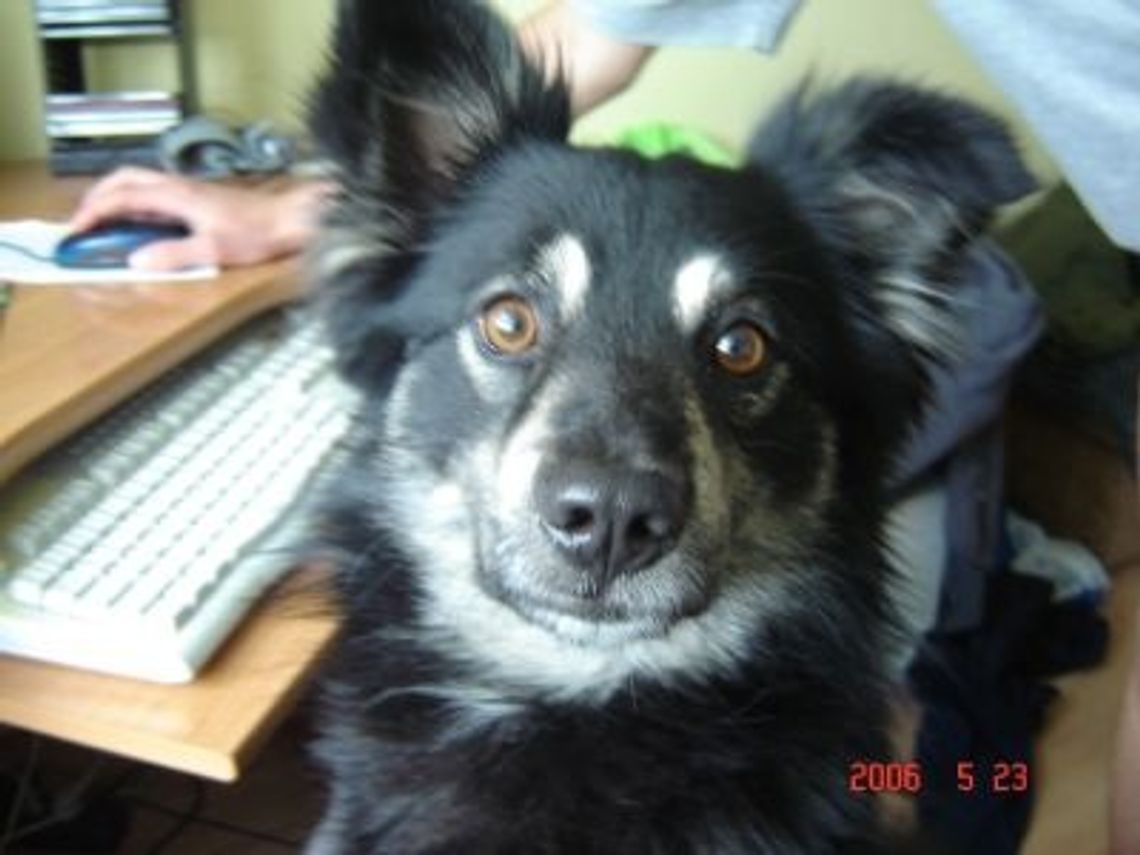 Zastrzelił psa z wiatrówki! Zdenerwował go niegroźny, czarny kundelek... Zastrzelił psa z wiatrówki! Zdenerwował go niegroźny, czarny kundelek...