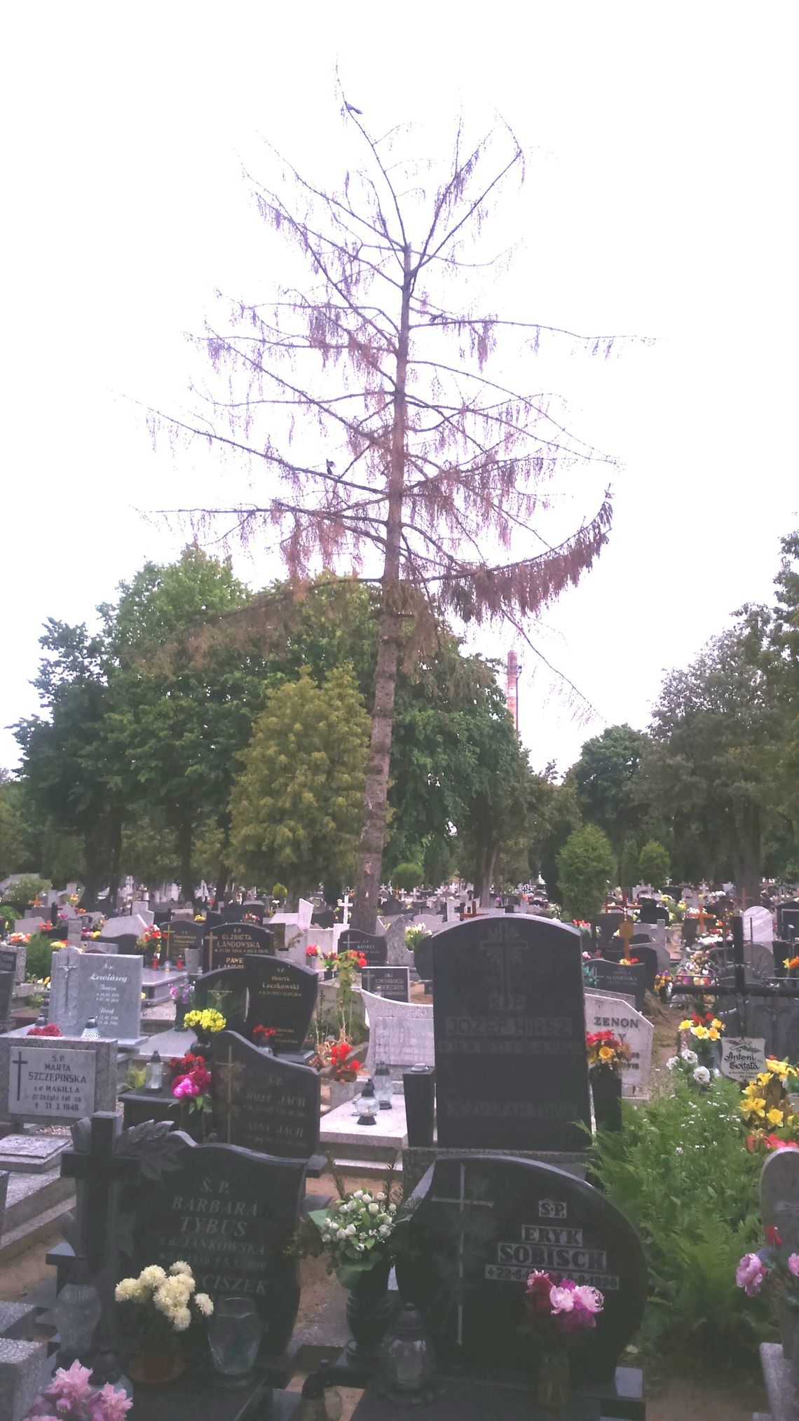 Zatruli drzewo przez ptaki? Teraz boją się, że runie Zatruli drzewo przez ptaki? Teraz boją się, że runie