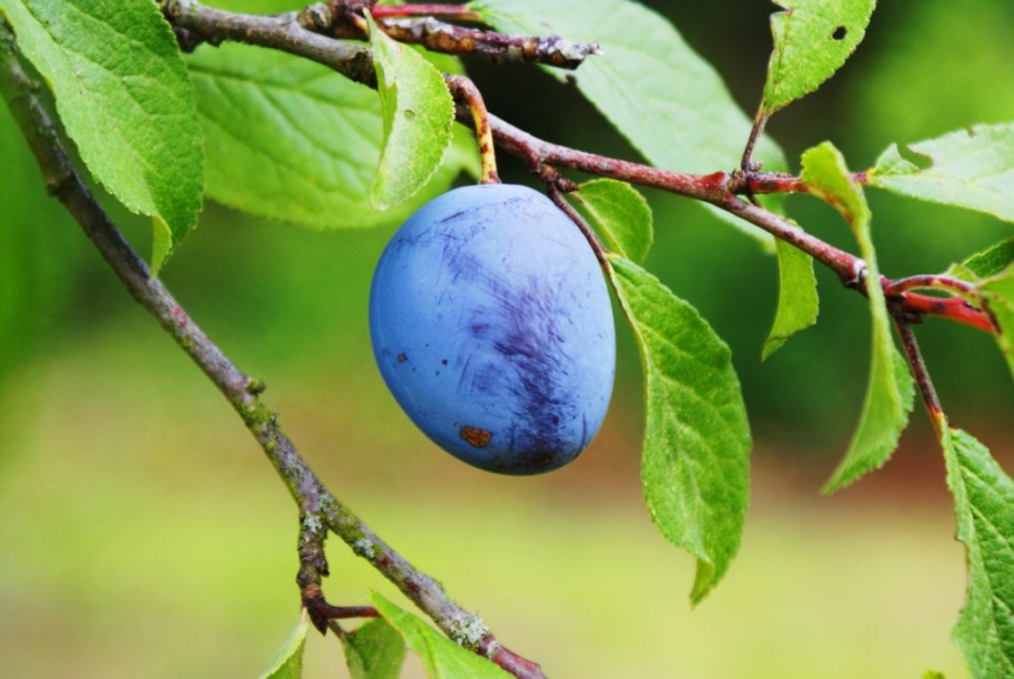 Zatrzymany z reklamówką pełną śliwek Zatrzymany z reklamówką pełną śliwek