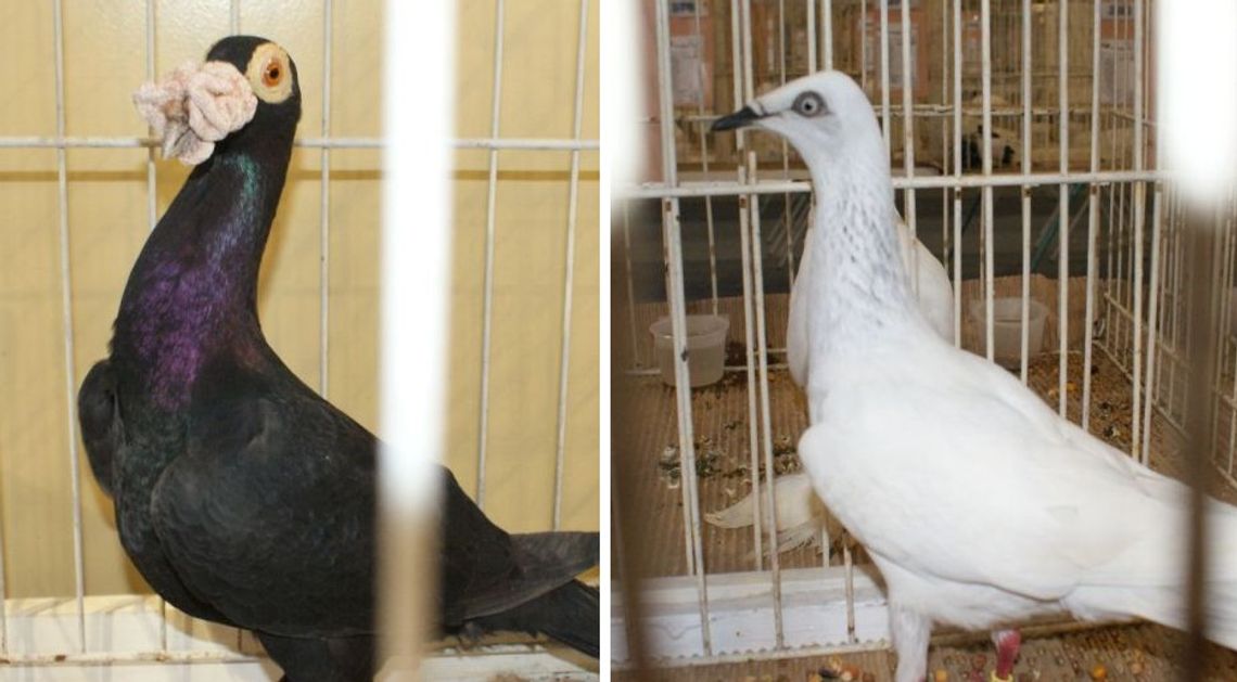 (ZDJĘCIA) Tak, to gołębie! Ptasie piękności pozowały w Zespole Szkół Rzemieślniczych i Kupieckich (ZDJĘCIA) Tak, to gołębie! Ptasie piękności pozowały w Zespole Szkół Rzemieślniczych i Kupieckich