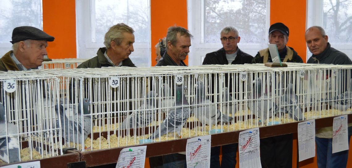 (ZDJĘCIA) Wystawa gołębi pocztowych w „okrąglaku” - nagrody dla czempionów
