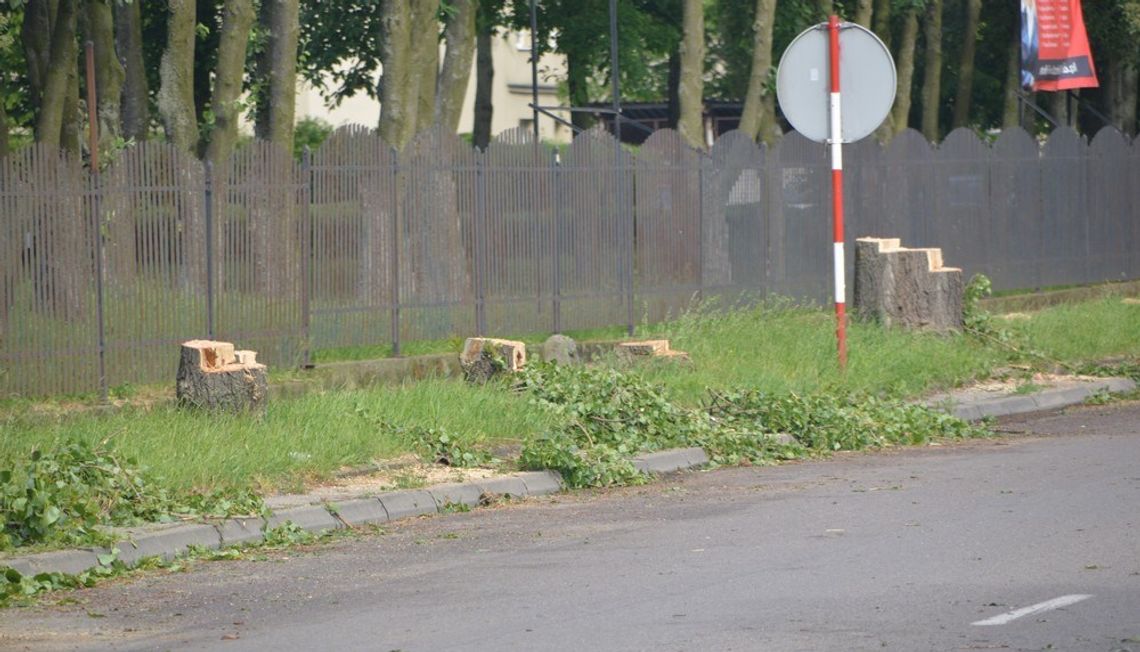 (ZDJĘCIA) Znikają drzewa przy Gdańskiej. Trwają przygotowania do przebudowy drogi (ZDJĘCIA) Znikają drzewa przy Gdańskiej. Trwają przygotowania do przebudowy drogi