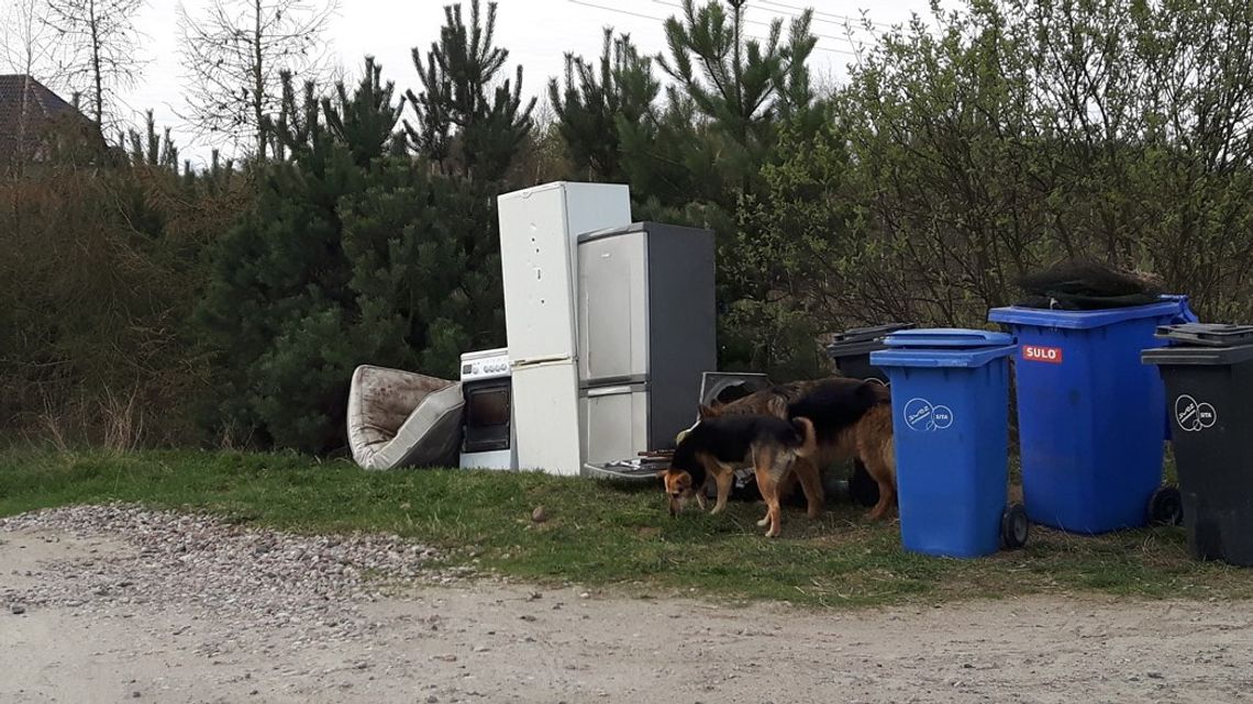 Zero wniosków! Czytelnik sfotografował psy bez kagańców Zero wniosków! Czytelnik sfotografował psy bez kagańców