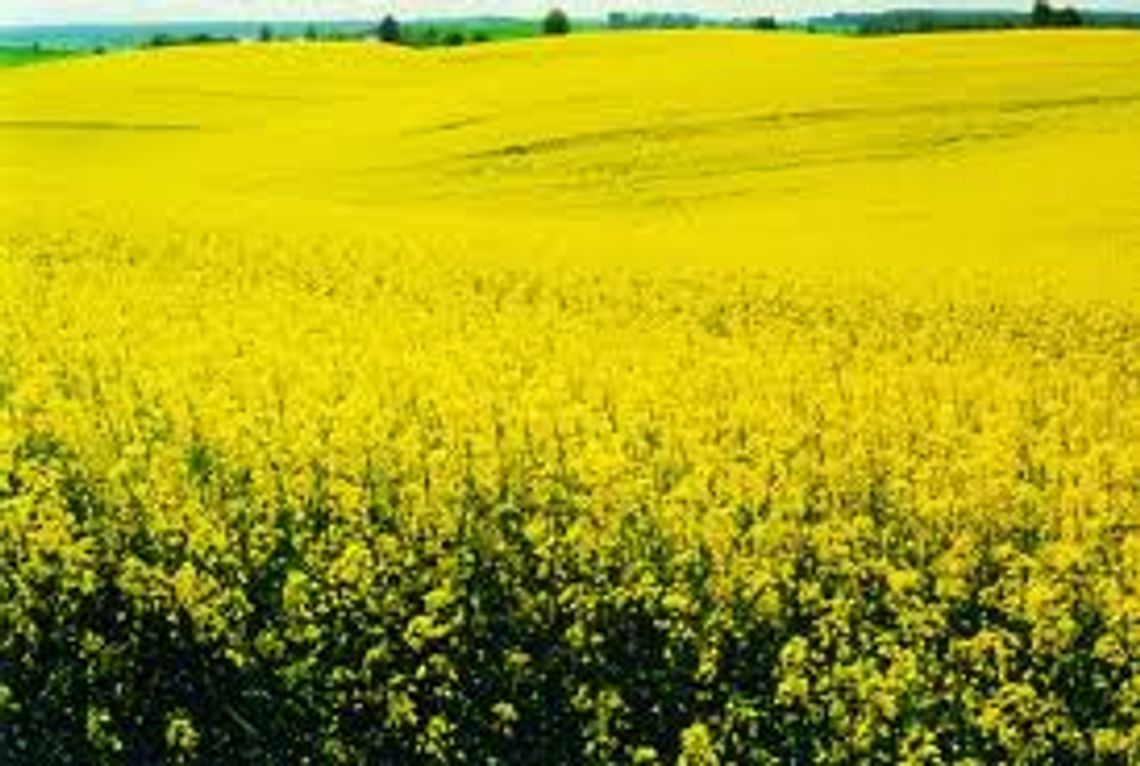 Zginął rolnik. Wypadek przy magazynowaniu rzepaku Zginął rolnik. Wypadek przy magazynowaniu rzepaku