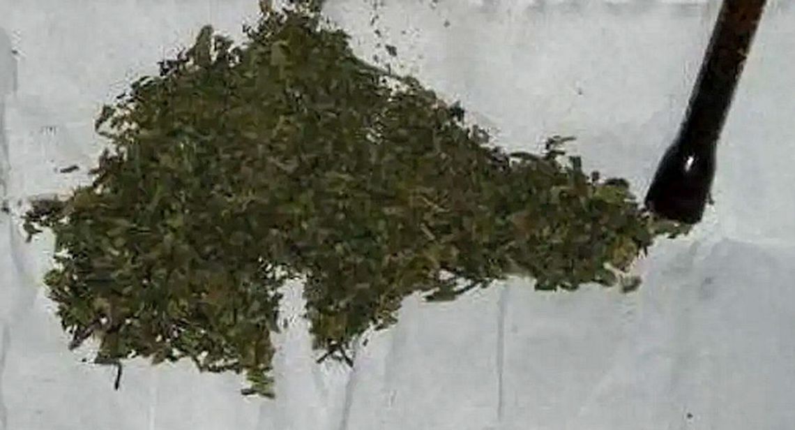 Zielony susz okazał się marihuaną! Za posiadanie i handel odpowie 50-letnia tczewianka