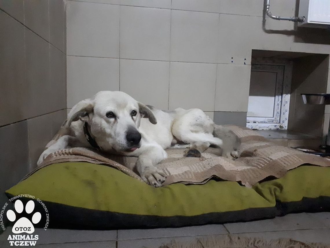 Zły stan uratowanego Asa. Operacja psa na razie niemożliwa Zły stan uratowanego Asa. Operacja psa na razie niemożliwa
