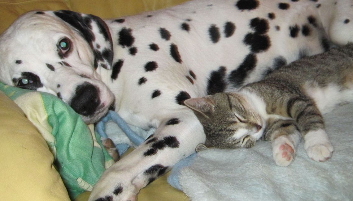 Zwierzę to nie zabawka, nie kupuj go w prezencie!