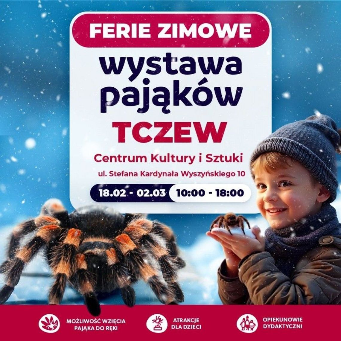 ZOBACZ ŚMIERCIONOŚNE, LEGENDARNE PAJĄKI na wystawie Centrum Kultury i Sztuki