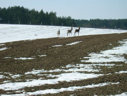 Przyroda na Kociewiu