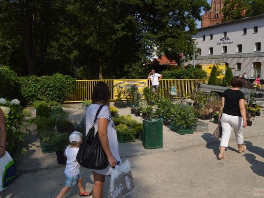 Święto miodów i ziół w Pelplinie