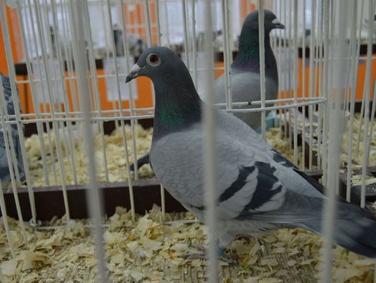 Wystawa gołębi w okrąglaku