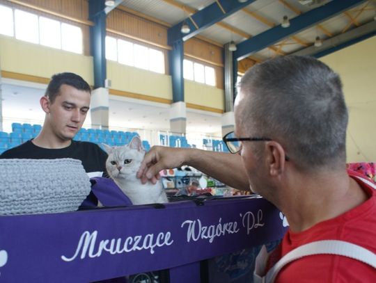 Koty, choć nieco znużone, dzielnie znosiły głaskanie i nawoływanie odwiedzających Fot. (mw)